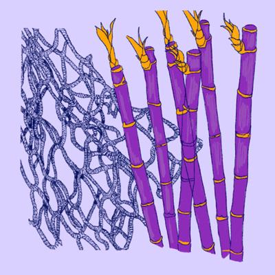 Illustration of bamboo reeds and solk strands.